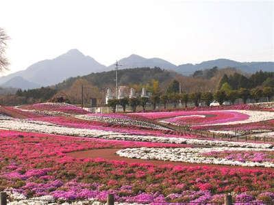みさと芝桜公園 芝桜の開花状況について 伊香保温泉 和心の宿大森 親しみやすくあったかで心和む宿