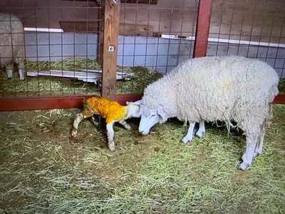 伊香保グリーン牧場で 羊の赤ちゃんが誕生 伊香保温泉 和心の宿オーモリ 親しみやすくあったかで心和む宿