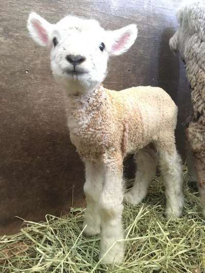先日 伊香保グリーン牧場で 羊の赤ちゃんが誕生 伊香保温泉 和心の宿大森 親しみやすくあったかで心和む宿