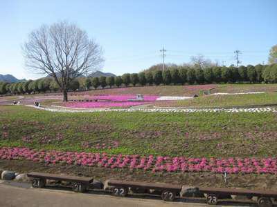 みさと芝桜公園 芝桜の開花状況は 伊香保温泉 和心の宿オーモリ 親しみやすくあったかで心和む宿 みさと芝桜公園 芝桜の開花状況は 伊香保温泉 和心の宿オーモリ 親しみやすくあったかで心和む宿