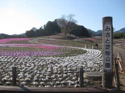 みさと芝桜公園 芝桜の開花状況 Vol 2 伊香保温泉 和心の宿オーモリ 親しみやすくあったかで心和む宿