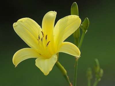 榛名湖周辺の ゆうすげ 開花情報 伊香保温泉 和心の宿大森 親しみやすくあったかで心和む宿