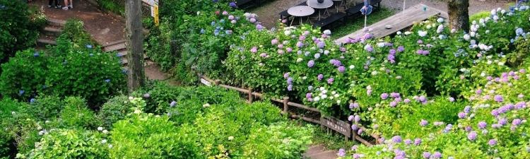 周辺観光 湯田上温泉 越後乃お宿 わか竹