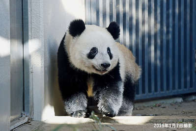 上野動物園 パンダのシンシンが双子の赤ちゃん出産 上野ファーストシティホテル