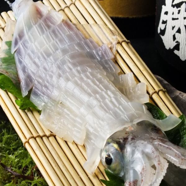 Live squid directly delivered from Yobuko (there are other types of live squid)
