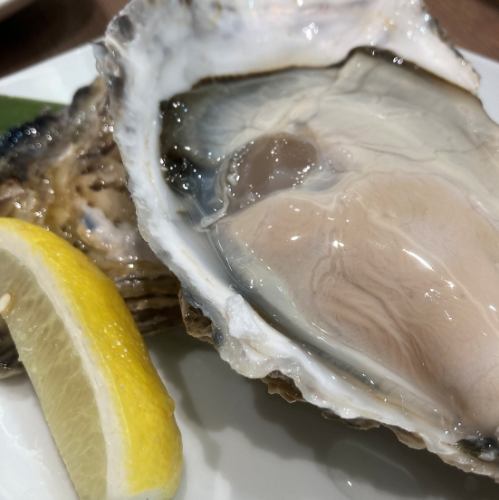 One large raw oyster from Momoura, Ishinomaki City