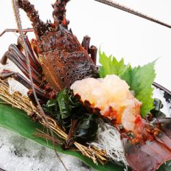 Delivered directly every day! Mie's "Spiny Lobster"