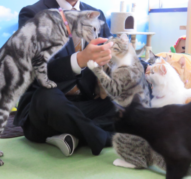 Men are also welcome ♪ Will not cats be cured by the cats at the end of the work? Pretty cats are waiting ♪