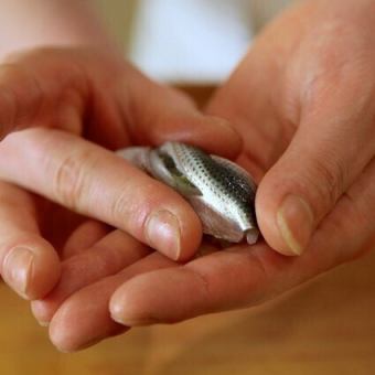 昼数量限定 握りセット◆5500円(税込)