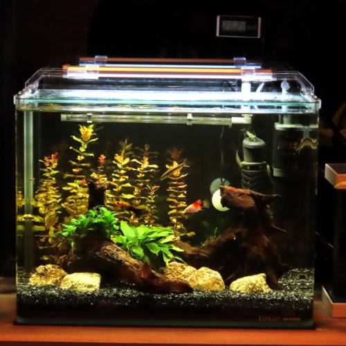 An oasis in Nishiki! A sparkling, soothing aquarium is stylish.