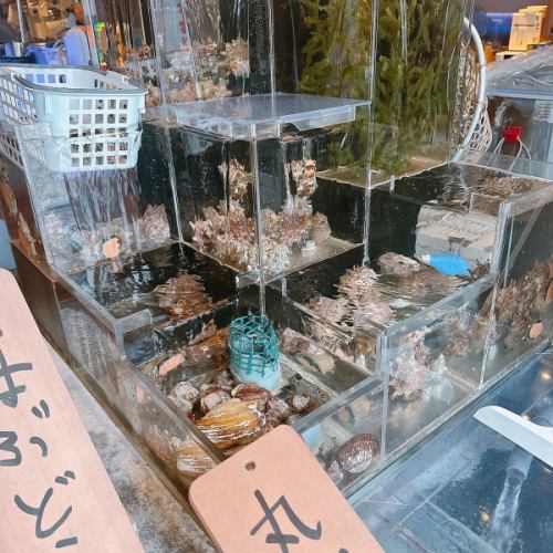 入口にある生簀。こちらから新鮮な魚貝類のご注文ができます!!