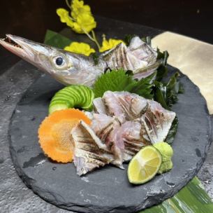 Barracuda (large) sashimi/grilled sashimi/salted grilled