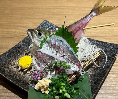 Live horse mackerel sashimi