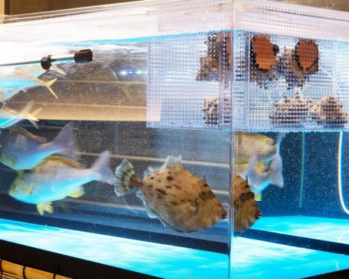 仕入れ状況に合わせて鮮度抜群のお魚をさばきます！