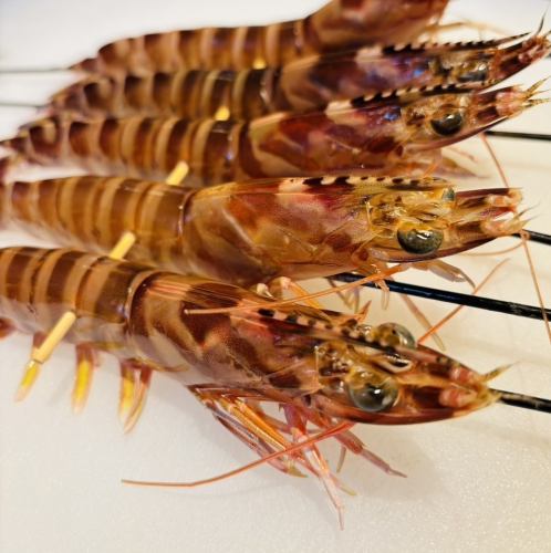 Tiger Prawn Dance