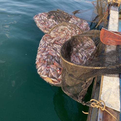 We have prepared a wide variety of dishes using wild sea bream from the Seto Inland Sea.