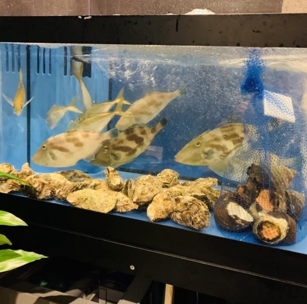 Located at the entrance to the store is a famous fish tank! We are proud of our seasonal fish from the Setouchi and carefully selected live fish, which we can offer because they were "swimming just a moment ago." Our chefs skillfully prepare the "live sashimi" after receiving your order, resulting in a beautiful appearance and exceptional bouncy texture. Experience the translucency and sweetness of the meat, which can only be enjoyed when the fish is freshly caught!