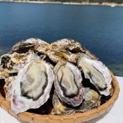 Three steamed oysters in the shell