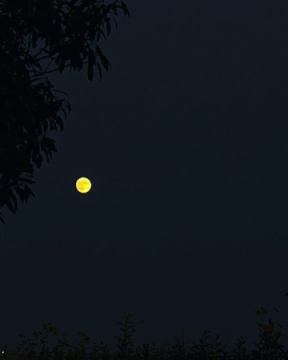 【中秋の名月】
今夜