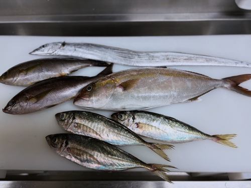 本日の鮮魚のお造り