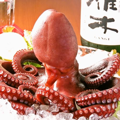 "Akashi octopus" is in season