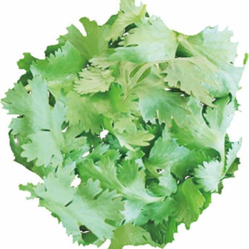 パクチー Coriander