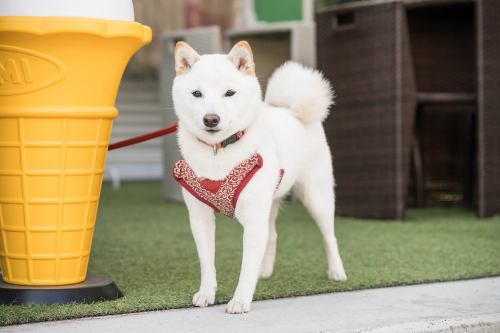 暖かい時期はテラスにて花子がお待ちしております♪