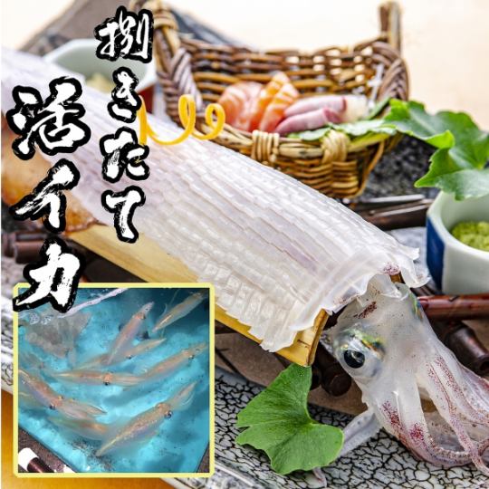 [Romanza 5,000 yen course] ⇒ Swimming live squid making (freshly cut) & all-you-can-drink with unlimited time *★