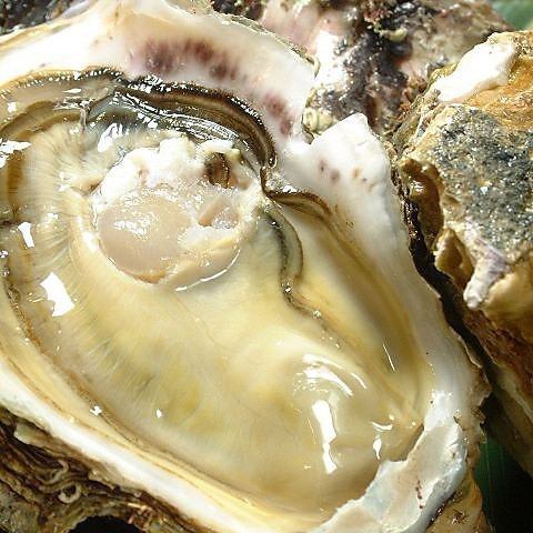 播州坂越の生牡蠣
