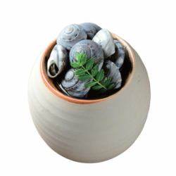 貝の煮付け
