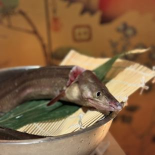 期間限定◎極上太刀魚や鱧、夏の旬魚盛り合わせなど全9品【夏清和コース】お料理のみ