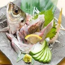 활아지 모습/타타키