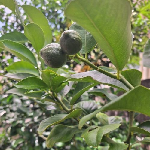 自家栽培の果物を使った新鮮なドリンク　　※ランチ・カフェタイム※