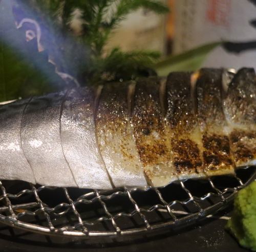 Grilled mackerel sashimi