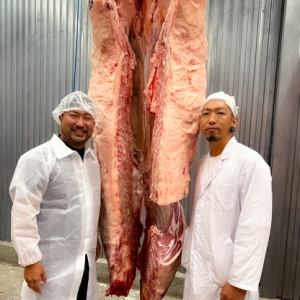 최고봉의 고베 쇠고기 암소만 한마리 구입!↓↓↓ 이번 고기의 상세↓↓↓