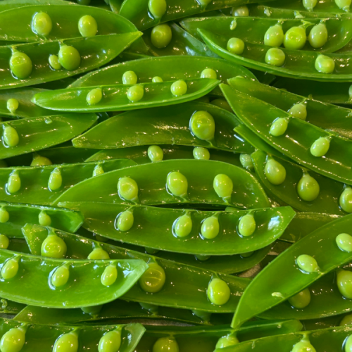 毎朝仕入れる旬の食材を使用