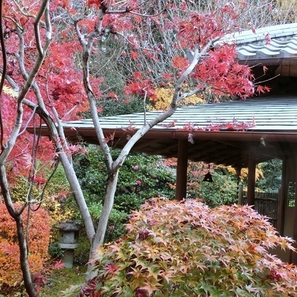桜茶屋のお庭は四季に応じた美しさをお楽しみいただけます。