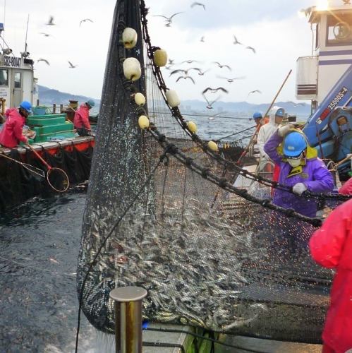 千葉鴨川漁港で朝水揚げされた魚を稲毛へ直送！