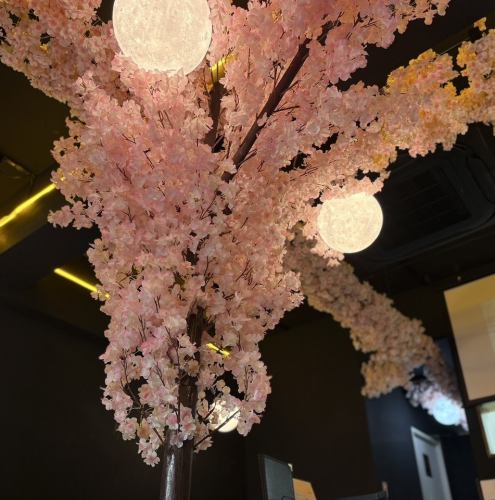 店內櫻花盛開