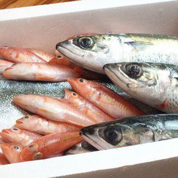 요코하마 시장에서 엄선된 생선만 사용