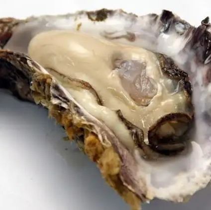 広島産牡蠣◎大粒で濃厚な海のミルク