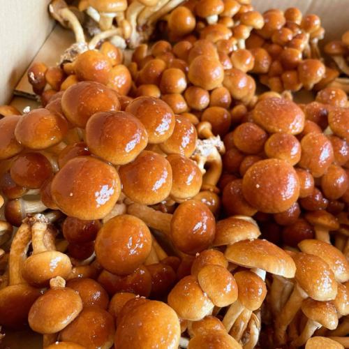 .
\ Arrived today!/
Hino Pilot Farm's Big Mushroom
⁡
I've been waiting for this!
The super popular Big Nameko mushrooms are in stock today 🍄‍🟫
We can make sautés, pasta, and any other dish you like 👨‍🍳
We look forward to your visit ✨
⁡
⁡
⁡
————————————————————
An Italian restaurant renovated from a house
arte Tomoaki
lunch ▷ 11:30-14:30
dinner ▷ 17:30-22:30
Closed ▷ Tuesdays and Wednesdays
————————————————————
⁡
⁡
⁡
#Dinner #Lunch #Restaurant #Hino #OPEN #Food #Italian #Arte Tomoaki #artetomoaki #Italian #HinoLunch #HinoDinner #HinoGourmet #WineLovers #HinoPilotFarm #HinoPilotFarmBigNameko