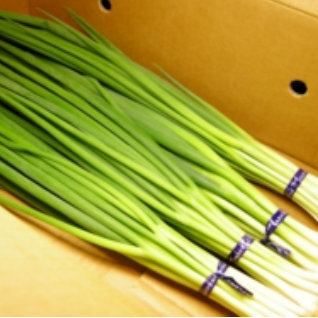 Directly sent from Kagawa "Sanuki green onions"