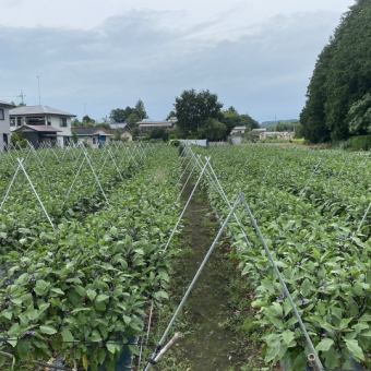 【含2小时无限畅饮】丰洲直送鲜鱼刺身、自家蔬菜荞麦面等8道菜品5,000日元（含税）