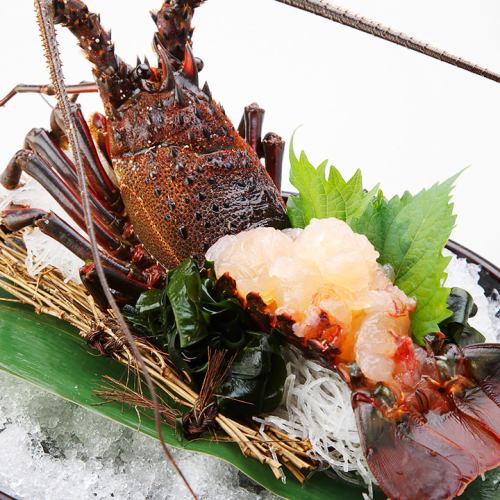 Mie direct delivery! Ise lobster sashimi