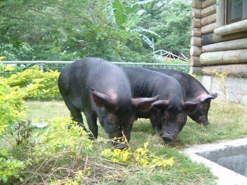 沖縄生産者直送あぐー豚の皮付きサムギョプサル