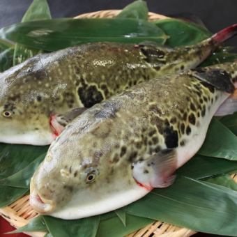 淡路三年ふぐ堪能コース（4人前）