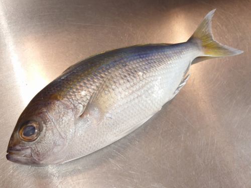 On Sunday, May 11th, the menu pages "Today's Recommendation" and "Today's Sashimi" were updated.
https://shikinoajiokada.owst.jp/blogs/3437992
Please take a look.
I'm looking forward to seeing you again here.
#Kagoshima Prefecture #Blue sea bream #Blue sea bream sashimi
#Japanese food #Musashiurawa Japanese food #Japanese cuisine #Musashiurawa Japanese cuisine #Sake #Musashiurawa sake #Drinking sake with dashi #Snacks that go well with sake #Unattractive food #Saitama Prefecture #Saitama City #Musashiurawa #Shiki no Aji Okada #Invoice-compatible store