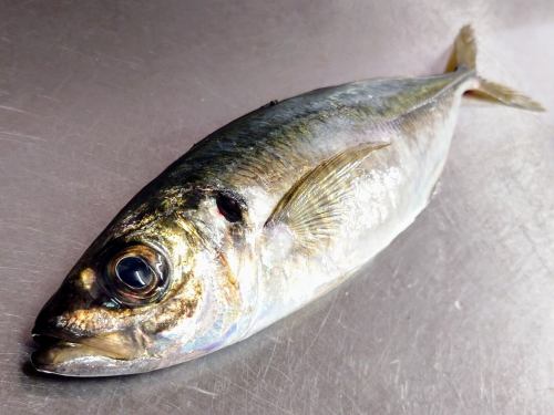 6月6日（周五）菜单页面“今日推荐”和“今日刺身”更新。
请看一下。
https://shikinoajiokada.owst.jp/foods
我们期待您的光临。
#新潟县 #竹荚鱼 #竹荚鱼刺身
#日本料理 #武藏浦和日本料理 #日本料理 #武藏浦和日本料理 #清酒 #武藏浦和清酒 #用汤料喝清酒 #与清酒搭配的零食 #没有吸引力的食物 #埼玉县 #埼玉市 #武藏浦和 #四季之味冈田 #可开具发票的商店