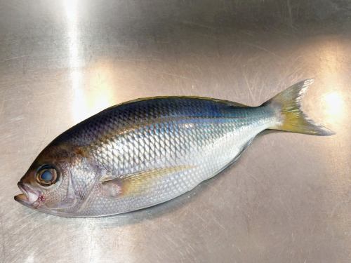 ６月２９日（日）、メニューページ「本日のおすすめ」・「本日の刺身」・「カレンダー」を更新しました。
https://shikinoajiokada.owst.jp/blogs/3440585
是非、ご覧ください。
皆様のご来店お待ちしております。
#鹿児島県 #青鯛 #アオダイ #青鯛刺身 
#刺身 #和食 #武蔵浦和和食 #日本料理 #武蔵浦和日本料理 #日本酒 #武蔵浦和日本酒 
#出汁で日本酒を呑む #日本酒に合う肴 #映えない料理 #埼玉県 #さいたま市 #武蔵浦和 
#四季の味岡田 #インボイス対応店